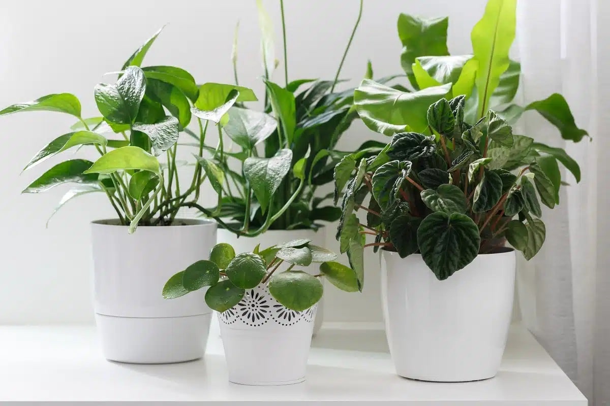 Quelles plantes sont les mieux adaptées pour la décoration d’intérieur